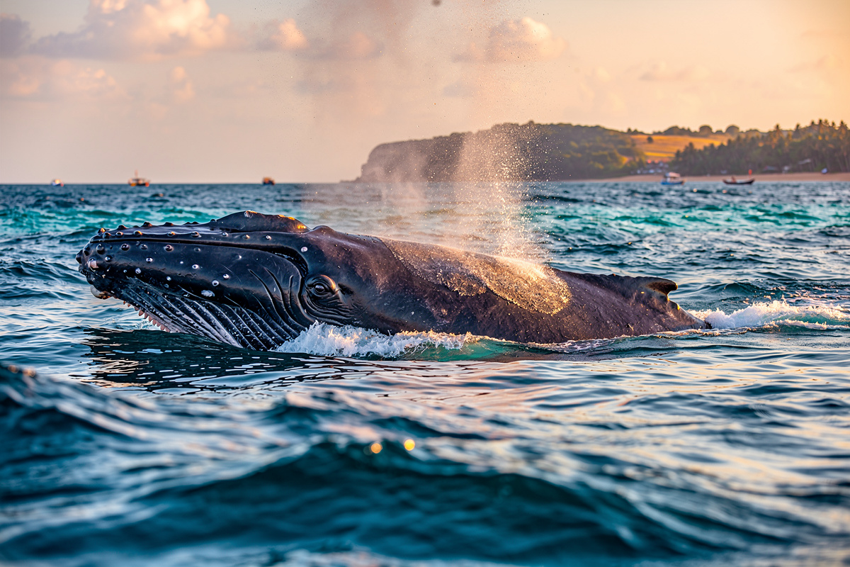 Whale watching