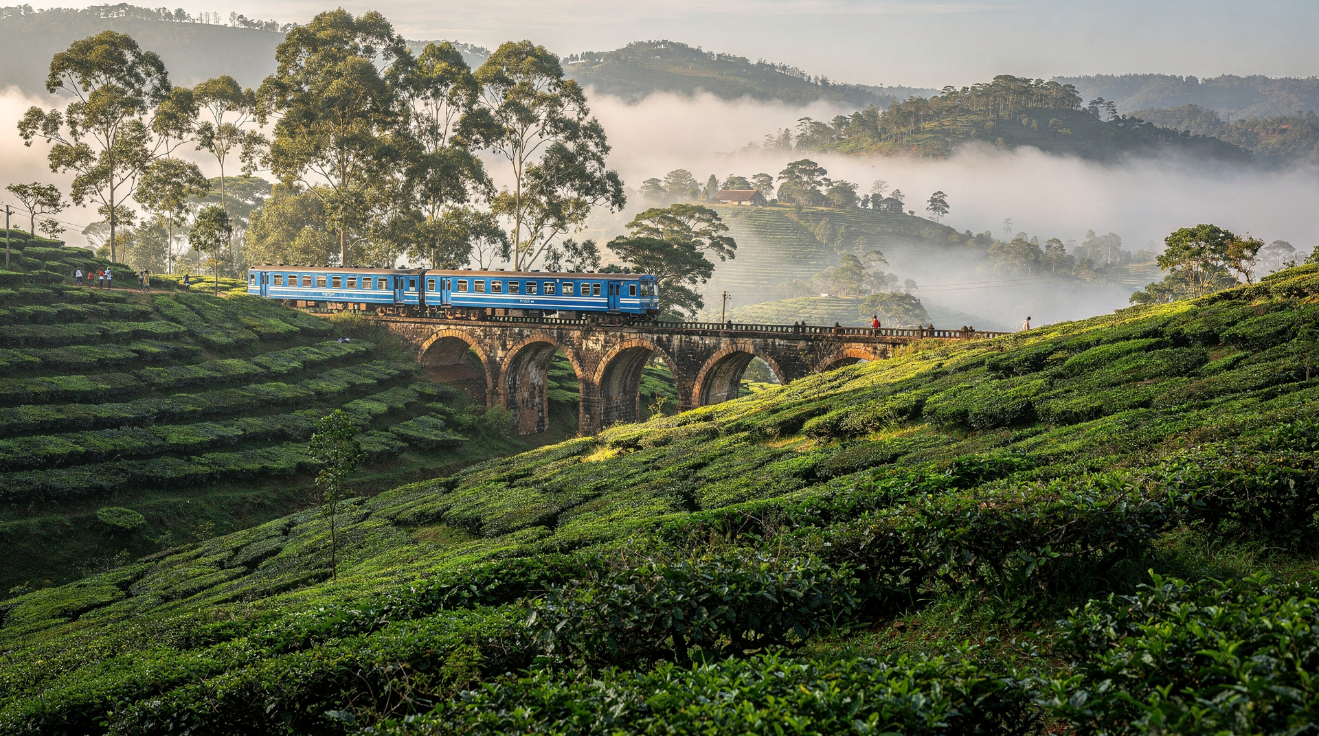 Ella vs Nuwara Eliya: which to choose for tea country